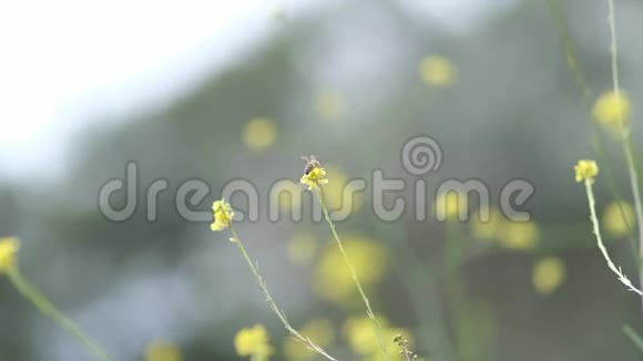 蜜蜂飞越黄花慢动作宏视频的预览图