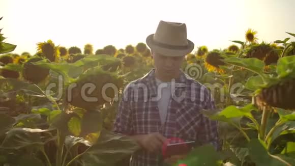 一个戴着帽子和衬衫的农民穿过田野在田野里检查向日葵注意你的收获这就是视频的预览图