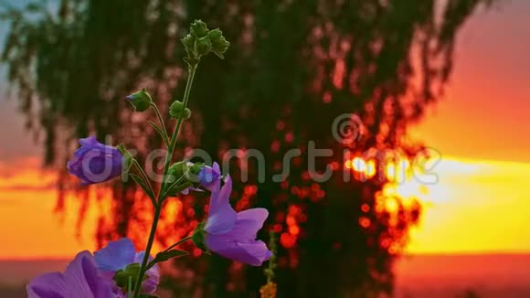 日出时开紫色锦葵花的茎视频的预览图