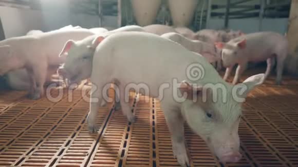 农场猪正朝镜头移动现代养猪场视频的预览图