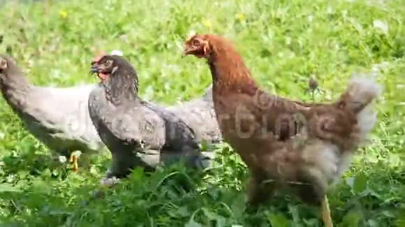 在花园里吃草的自由活动母鸡视频的预览图