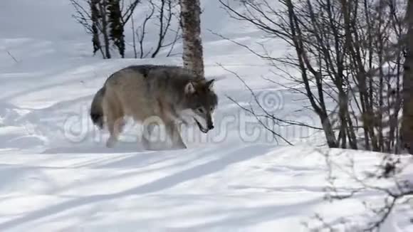 金丝雀卢普斯在森林里的雪地上行走视频的预览图