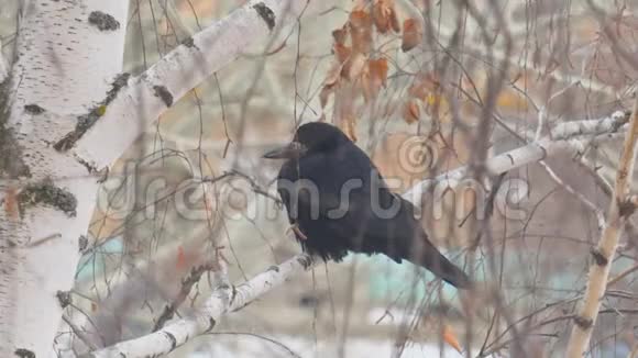 寒冷的秋天黑鸟坐在桦树的树枝上视频的预览图