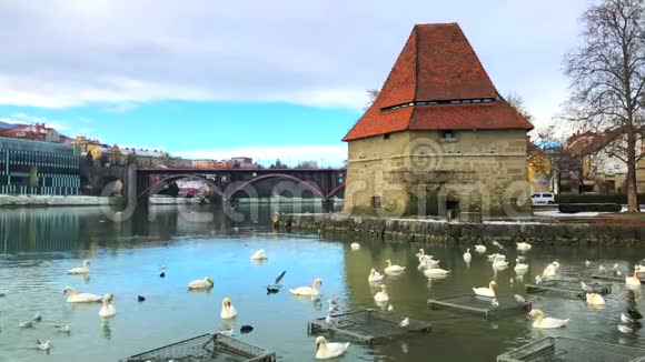 斯洛文尼亚马里博尔德雷瓦河中世纪水塔旧州桥和天鹅的风景4k段录像视频的预览图