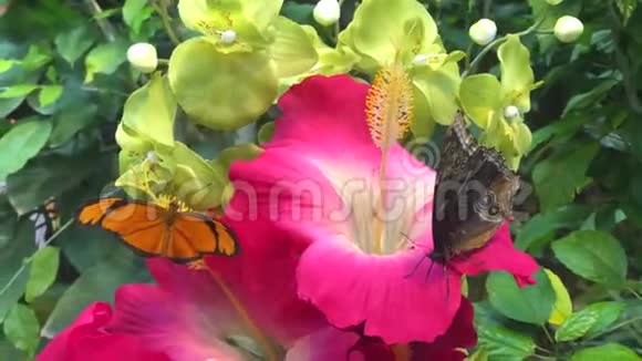 在维也纳蝴蝶屋吃水果的蝴蝶录像4k录像视频的预览图