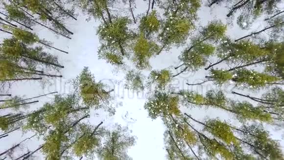 冬季云杉和松林的高空俯视天桥拍摄视频的预览图