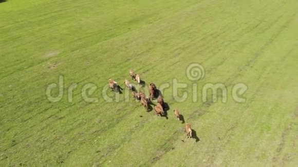 一群野棕色的马在一片绿草如茵的草地上在一群动物周围飞行视频的预览图