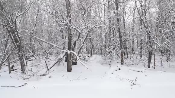 雪花落在一片覆盖着白雪的森林里视频的预览图