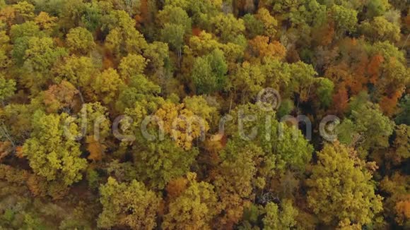 一架无人机飞过美丽的乡村秋景多彩林视频的预览图