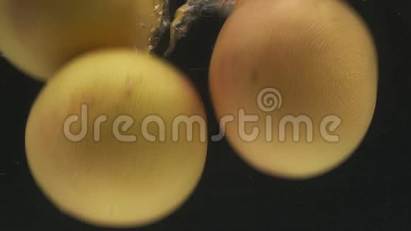 整个葡萄柚都会带着气泡掉进水里慢动作视频的预览图