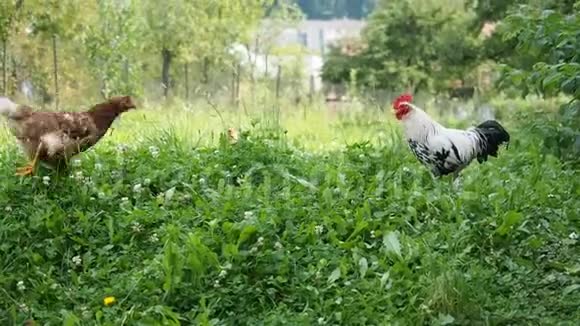 在花园里放牧的自由牧场公鸡和鸡视频的预览图