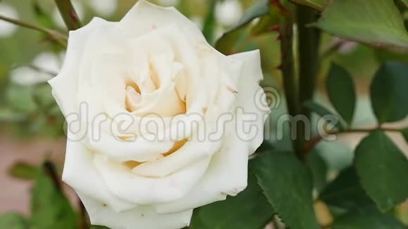 白色的玫瑰花在灌木上太阳耀斑视频的预览图
