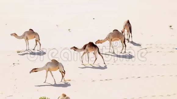 阿联酋沙漠中的中东骆驼群视频的预览图