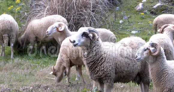 羊群在新鲜的草地上吃草瀑布在森林中流动视频的预览图