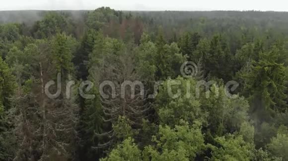 无人机飞过针叶树和落叶树的丛林从森林里飘出来的雾气视频的预览图