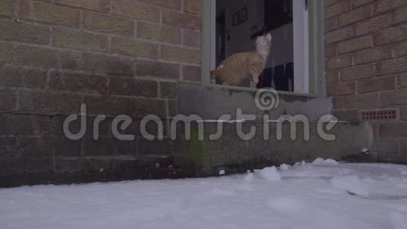 姜汤猫第一次经历雪视频的预览图