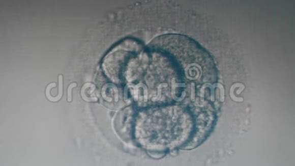 现代显微镜下许多受精细胞视频的预览图