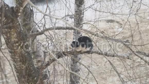 黑白猫坐在桦树枝上视频的预览图