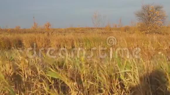 美丽的秋湖被干燥的芦苇和青草包围着视频的预览图