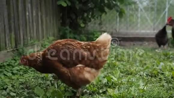 在花园里放牧的自由牧场公鸡和鸡视频的预览图