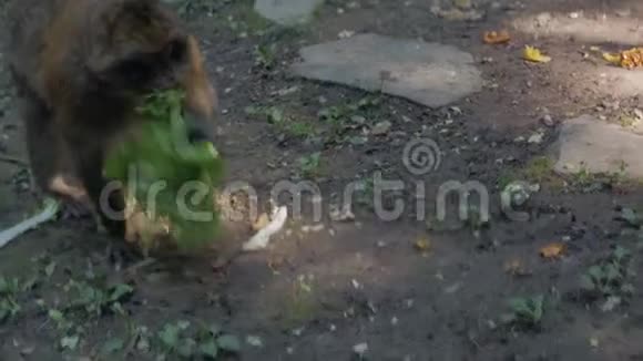 猴子吃绿色的叶子视频的预览图