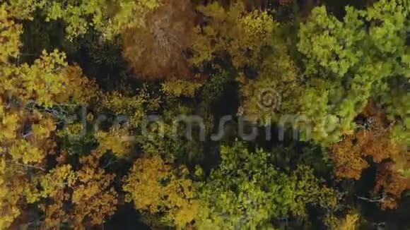 秋天的黄色森林空中摄影有五颜六色树叶的树俯视视频的预览图