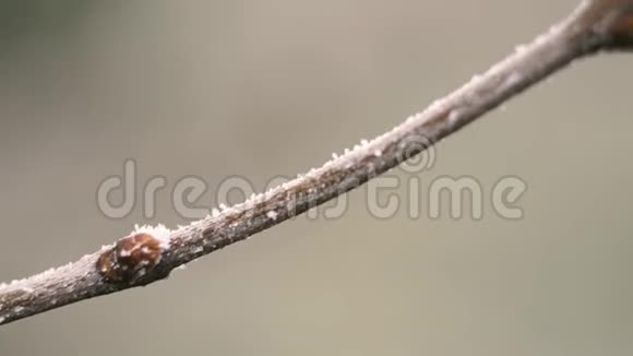 结霜覆盖的果树芽早春景象视频的预览图