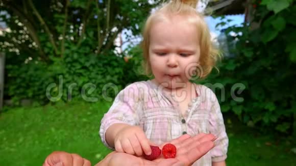 可爱的女孩从大人手里吃树莓视频的预览图