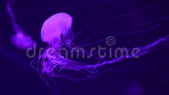 发光的紫色水母在水中游动视频的预览图