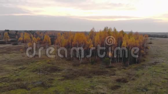 秋天的风景黄桦林下美丽美妙的天空鸟瞰视频的预览图