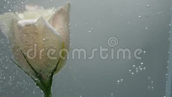 在纯结晶水中发现一种新鲜的奶油玫瑰泡泡的空气卡在花周围然后弹出近景视频的预览图