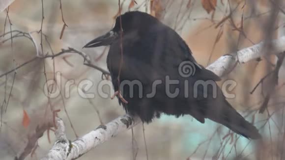 寒冷的秋天黑鸟坐在桦树的树枝上视频的预览图