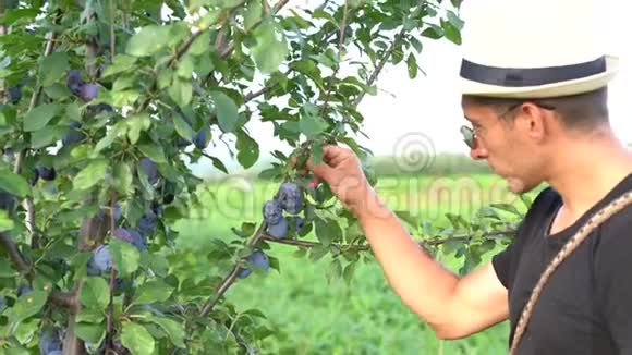 穿着黑色T恤太阳镜和帽子的园丁在他的花园里工作检查成熟的李子有多少视频的预览图