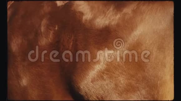 马棕色头发的一个大细节呼吸时阳光灿烂视频的预览图