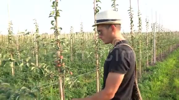 穿着黑色T恤和帽子的园丁在他的花园里工作检查苹果树上的叶子和树枝视频的预览图