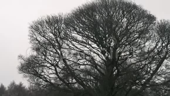 2020年2月在英国斯通亚拉的大风中树枝左右摇摆视频的预览图