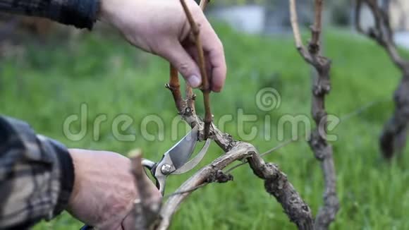 农民在冬天修剪藤蔓农业视频的预览图