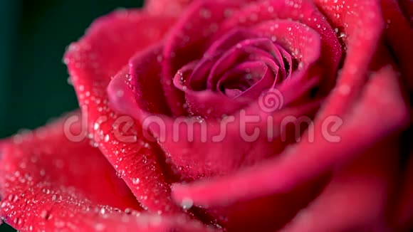 一朵美丽的红玫瑰上面覆盖着水滴视频的预览图