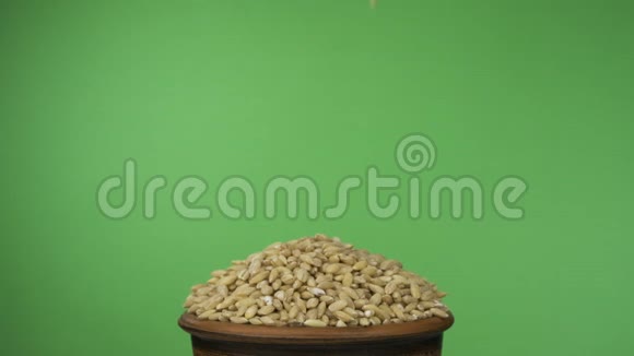 珍珠大麦颗粒掉进拥挤的粘土碗里从里面掉出来孤立在绿色屏幕上视频的预览图