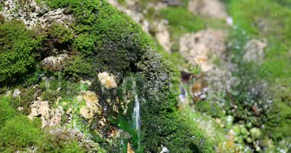 绿苔上的水滴视频的预览图
