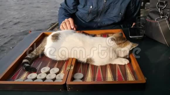 可爱的猫躺在后座桌上玩后座跳棋和骰子视频的预览图