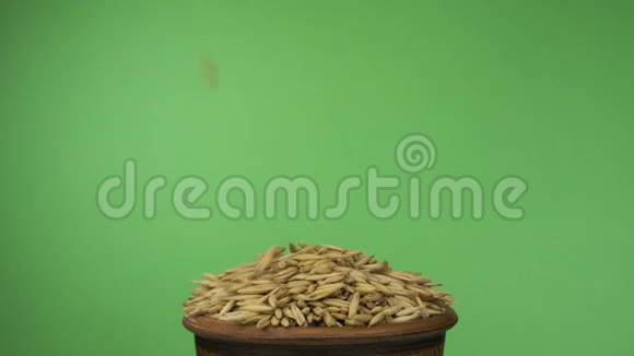 燕麦颗粒掉进一个拥挤的粘土碗里然后从里面掉出来孤立在绿色屏幕上视频的预览图