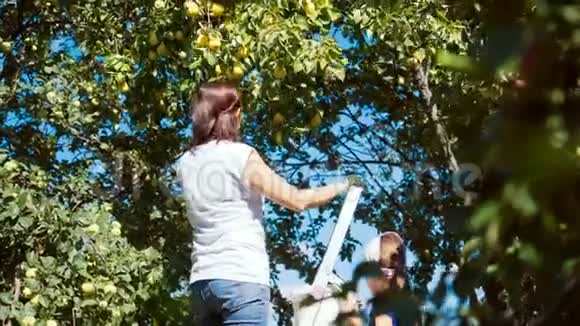 有女儿的女人从树上采梨在你自己的花园里收获视频的预览图