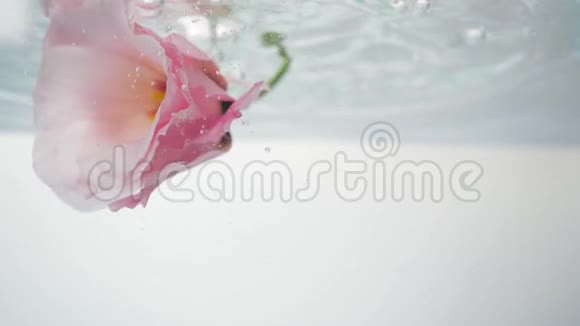 美丽的粉红色是发现在新鲜水晶清澈的水一股水流从上面涌来球茎视频的预览图