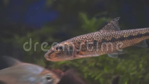 淡水野生加吉昂戈比奥戈比奥清澈的水族馆水视频的预览图