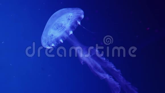 一只发光的斑点水母漂浮在蓝色的水中视频的预览图
