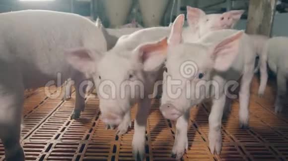 院子里奇怪的农场猪的叫声现代养猪场视频的预览图