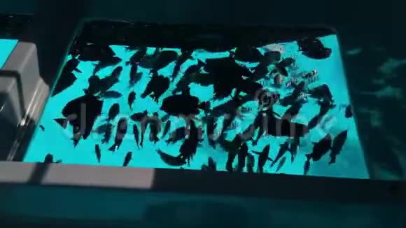 许多鱼的轮廓在绿松石的水中游动从玻璃中看到顶部视频的预览图