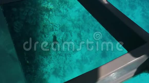 从玻璃底船的透明地板看红海的水下视频的预览图
