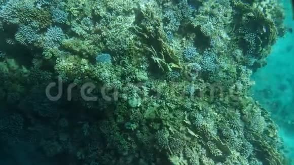 红海的蓝绿色珊瑚礁特写5视频的预览图